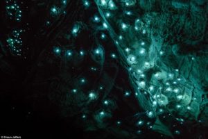 The Spellbinding Photographs Of Glow Worms Illuminating The Darkness Of ...