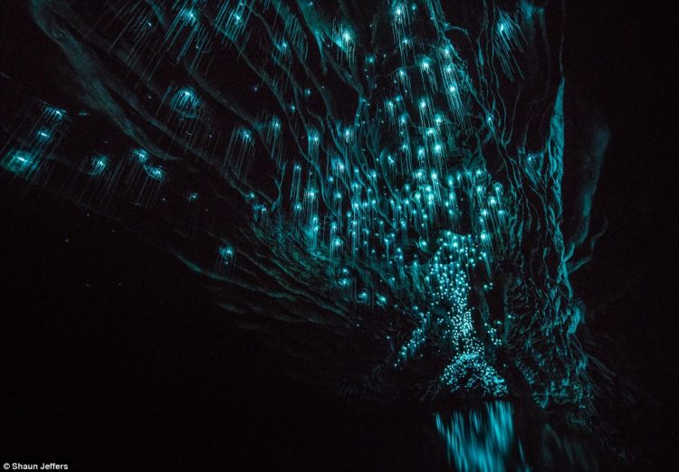 The Spellbinding photographs of glow worms illuminate the darkness in the streaks of turquoise lights inside Ruakuri Cave in the Waitomo area.