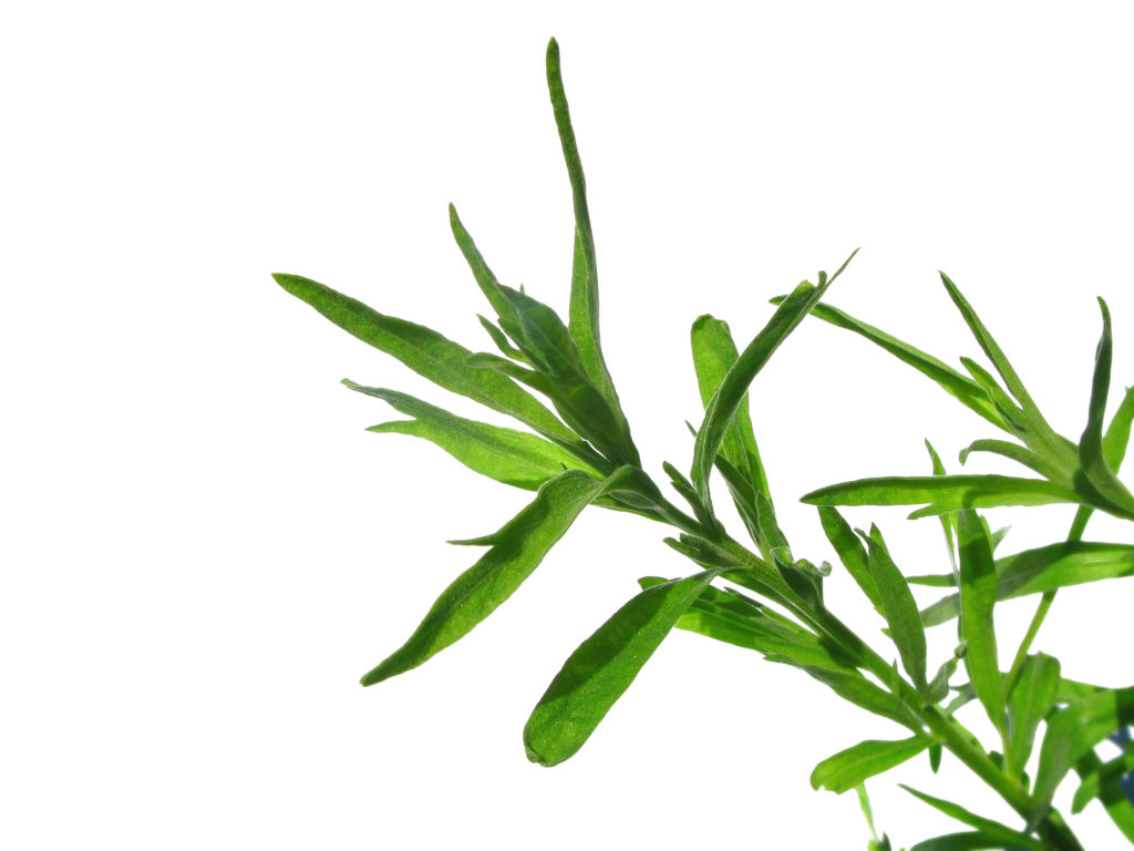 tarragon Tarragon