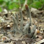 Xylaria polymorpha, is generally known as “dead man's fingers”, is a saprobic fungus.