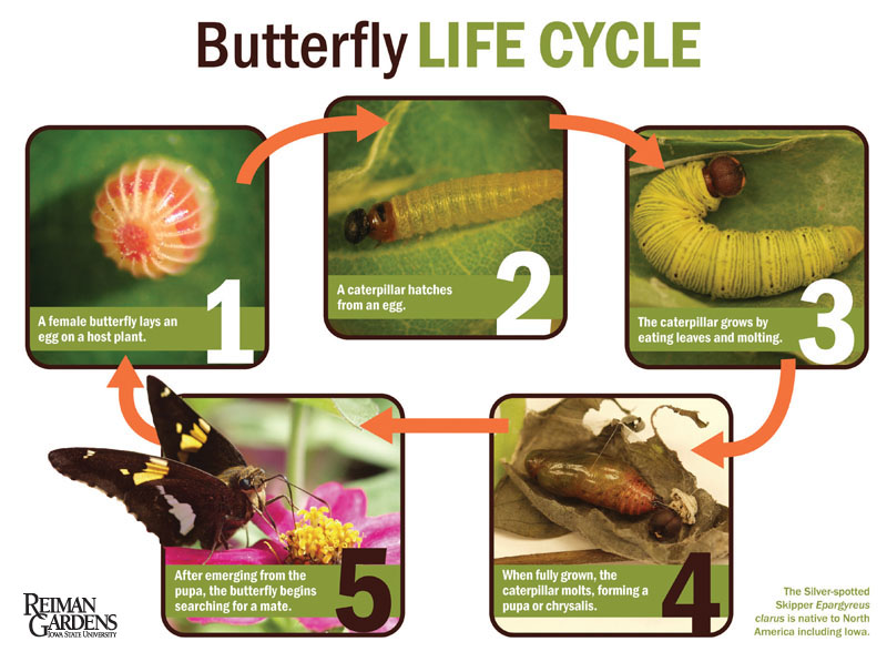 The Basic Life Cycle of Butterfly - Charismatic Planet