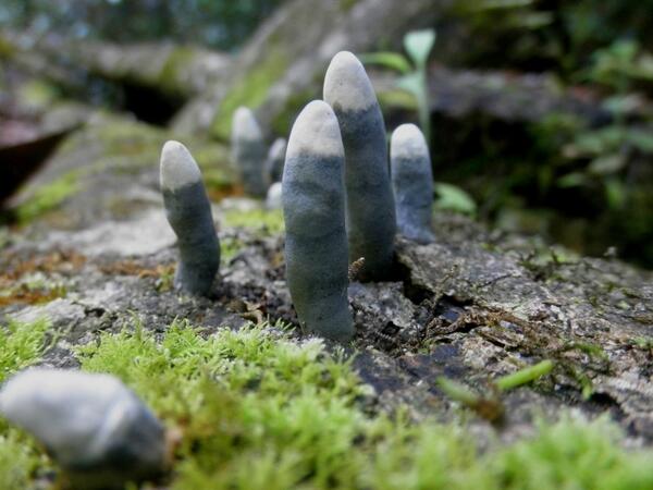 The genus Xylaria holds approximately 100 species of cosmopolitan fungi. 