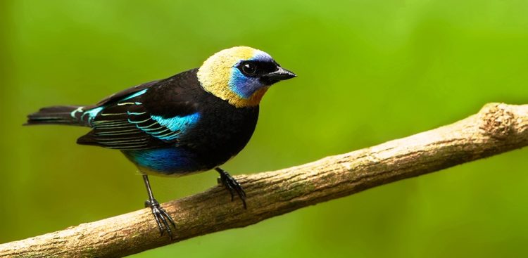  The song of Golden-Hooded Tanager is tuneless rattled series of tick sounds, but its call is sharp tsit. 