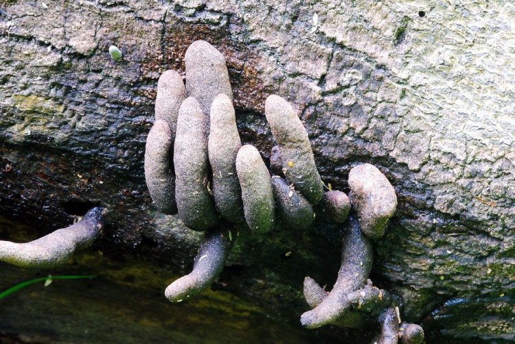 The dead man’s fingers is characterized by its elongated upright, clavate, or strap-like stromata poking up through the ground, much like fingers. 
