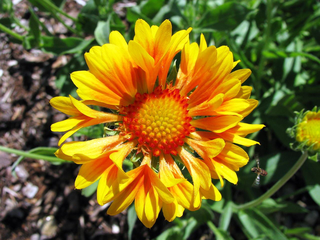 Blanket Flower; Beautify your Home and Gardens Charismatic