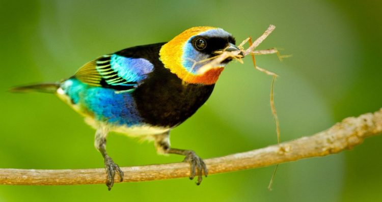 The beautiful Golden-Hooded tanagers occur in pairs, family groups or as part of a mixed-species feeding flock. 