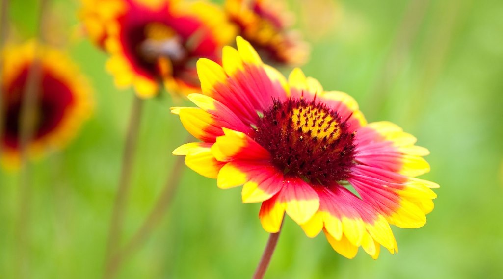 Blanket Flower; Beautify your Home and Gardens- Charismatic Planet