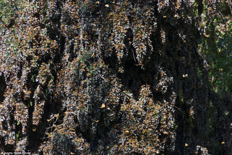 Clusters of Monarch butterflies on the pine tree. According to experts, Monarchs must reach a much larger population size to be resilient to ever-increasing threats