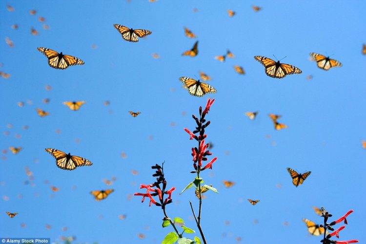 Colorful Monarch Butterflies migrate south for the winter from the USA and Canada and all three countries are working to conserve the animals