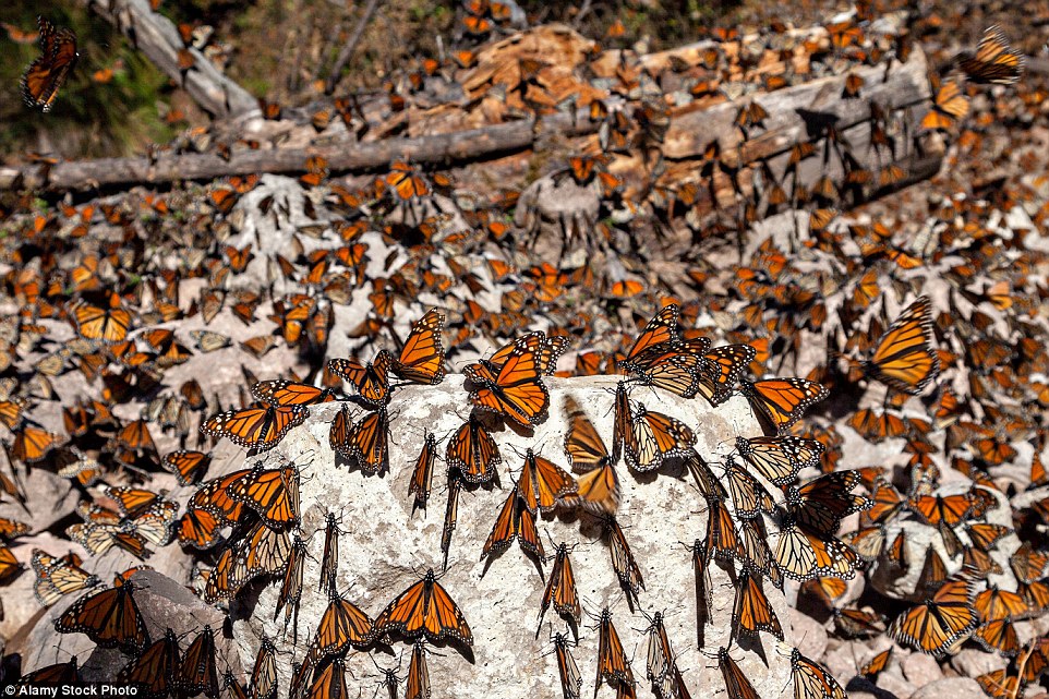 The Migration of Monarch Butterflies Charismatic