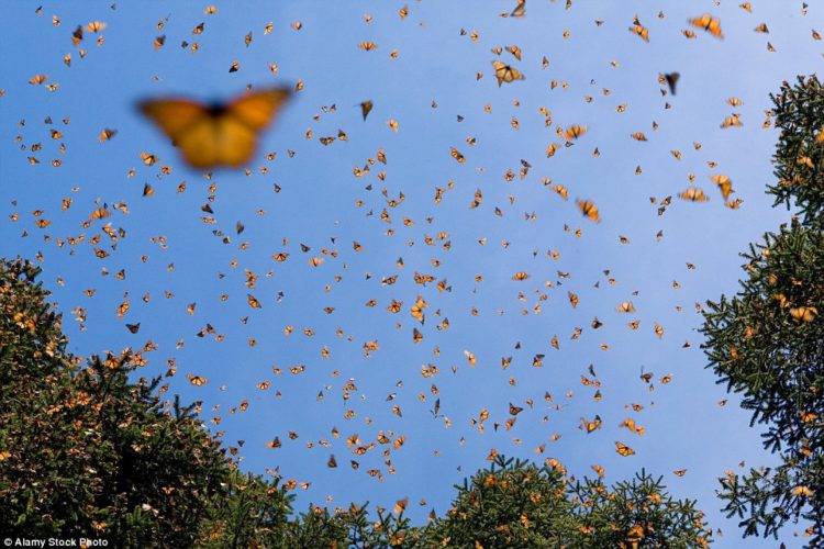 This December, the butterflies covered 10 acres (about 4 hectares), compared to 2.8 acres (1.13 hectares) in 2014 and a record low of 1.66 acres (0.67 hectares) in 2013