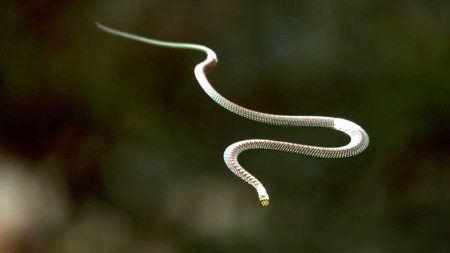 Chrysopelea - The Flying Snake