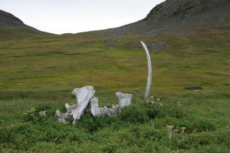 Along the northern shore of the remote Siberian island of Yttygran, in the Bering Sea, is an area recognized as the “Whale Bone Alley