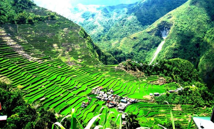 The terraces are found in the province of Ifugao and their culture revolves around rice 