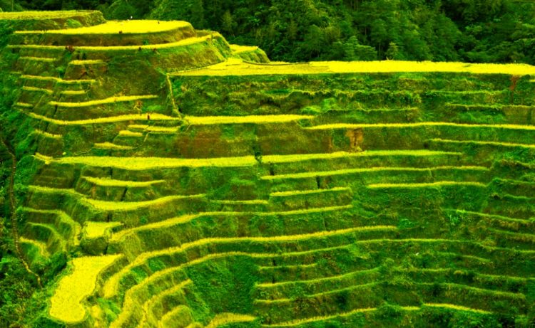Banaue Rice Terraces are not in the list of UNESCO World Heritage Site due to the presence of various modern structures. 