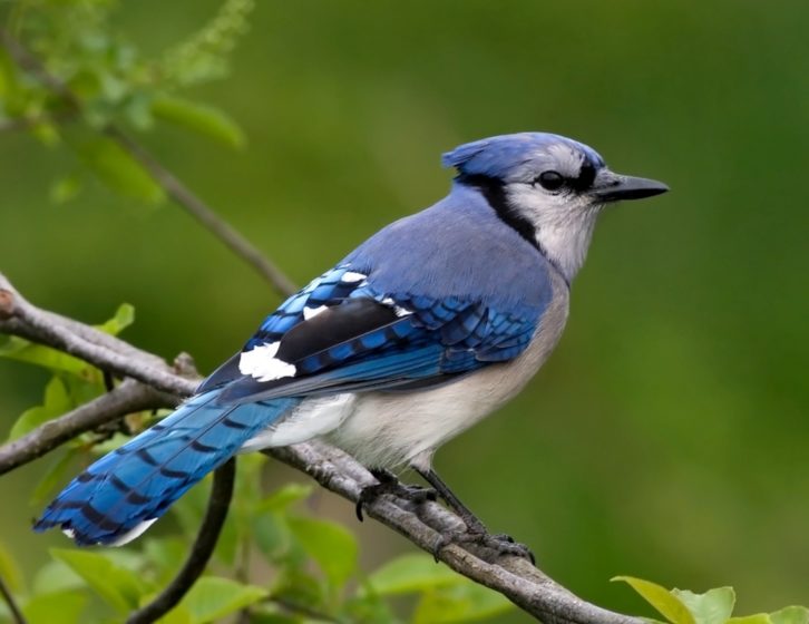 2222 Blue Jay