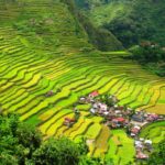In March 2009 the Ifugao rice terraces were declared free from genetically modified organisms (GMO).