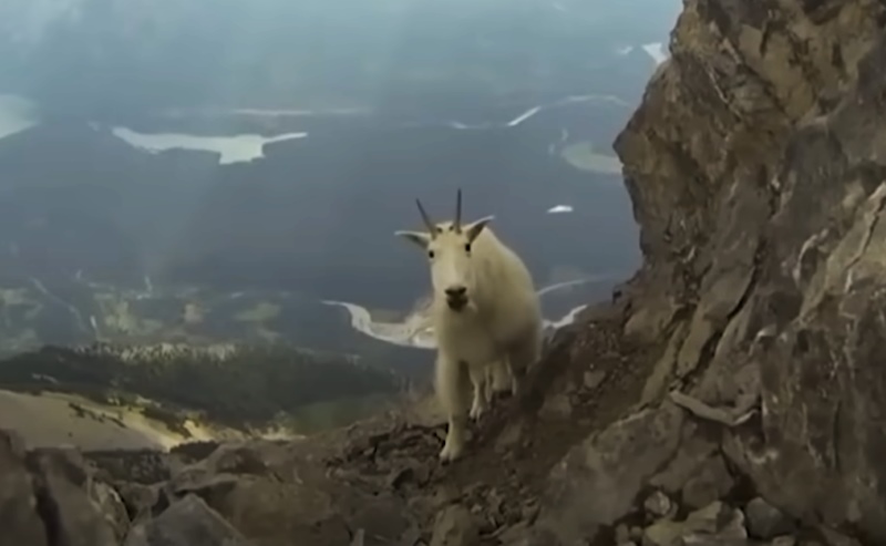 Mountain Goats 2