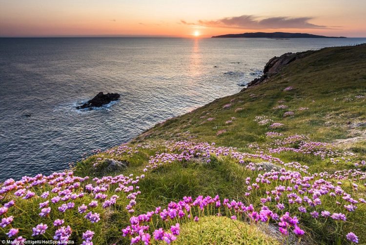 Irish Coastline - Wild flowers and blankets of grass cover the coastline in spring, like here on the hills at Crohy Head (above), County Donegal, Republic of Ireland