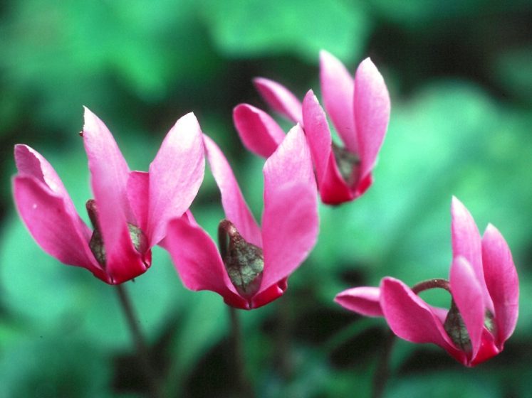138 Cyclamen Flower