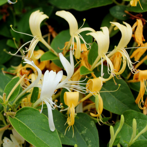 The Exotic Honeysuckle Charismatic Planet