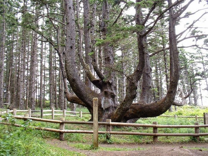 Octopus Tree of Oregon is a huge Sitka spruce situated a few hundred feet from Cape Meares Lighthouse on the Oregon Coast in United States.