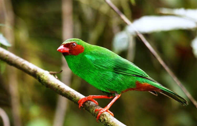 332 Green Tanager