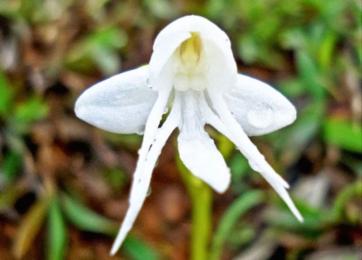 Hallelujah! Habenaria Grandifloriformis is an orchid with a voice (and visage) of an angel.