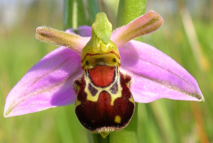 The Ophrys Bombyliflora is named after the Greek word bombylios, meaning bumblebee.