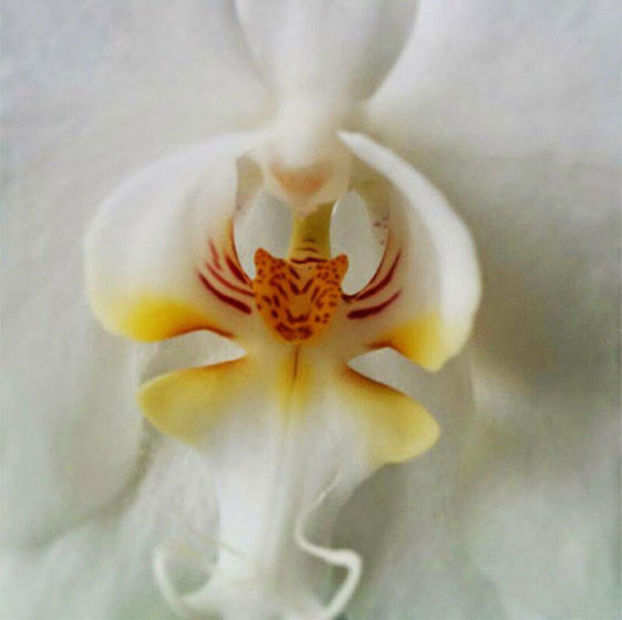 This is no ordinary tiger lily. Look closely and you'll see a tiger's face in the center of this orchid.