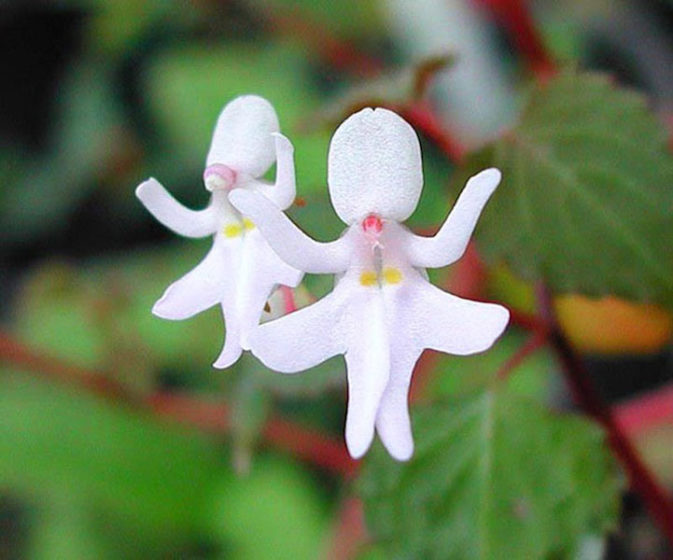This species of impatiens (Impatiens Bequaertii) grows to only about half an inch in size, and are thought to look like dancing girls.