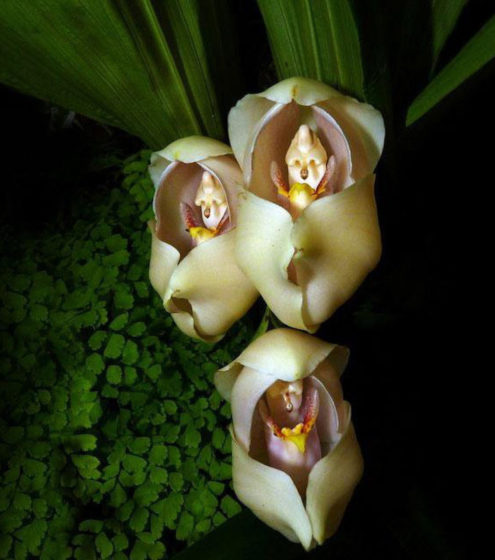 Amazing World of Flowers - This type of orchid (Anguloa Uniflora) resembles a tiny swaddled baby.
