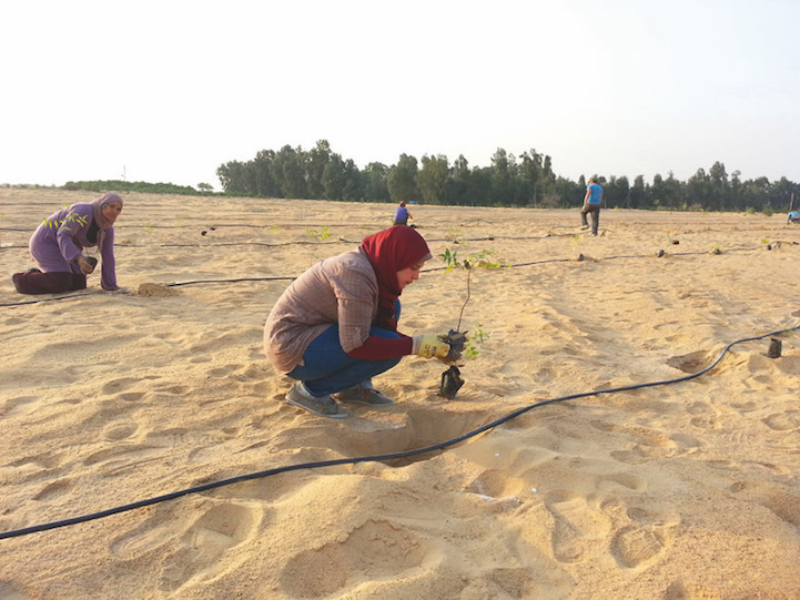 The problem is that in the regions hardest hit by the phenomenon, there simply isn’t enough clean water to properly nurture the trees and keep them healthy. 