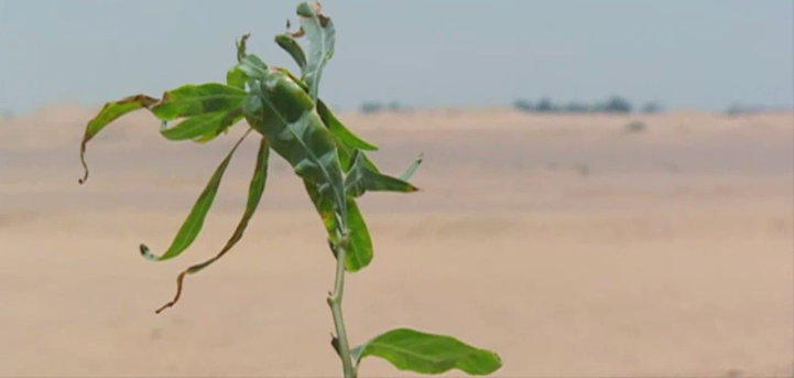 Moreover, there’re other inherent ways that the environment supports flourishing plant life, too. Contrasting the scientists’ local German climate, Egypt doesn’t have severe, cold winters.