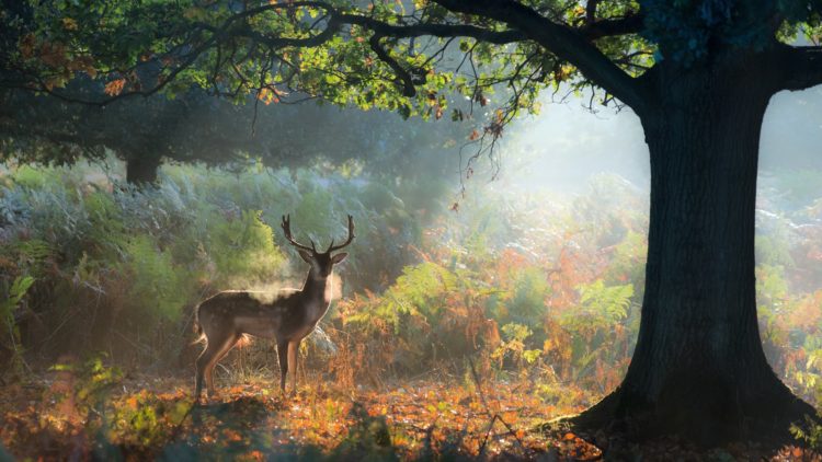 A fallow deer stag, Dama dama, resting in a misty forest in Richmond Park in autumn.
