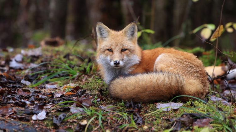 Red Fox resting on the forest floor in Algonquin Provincial Park, Ontario, Canada.