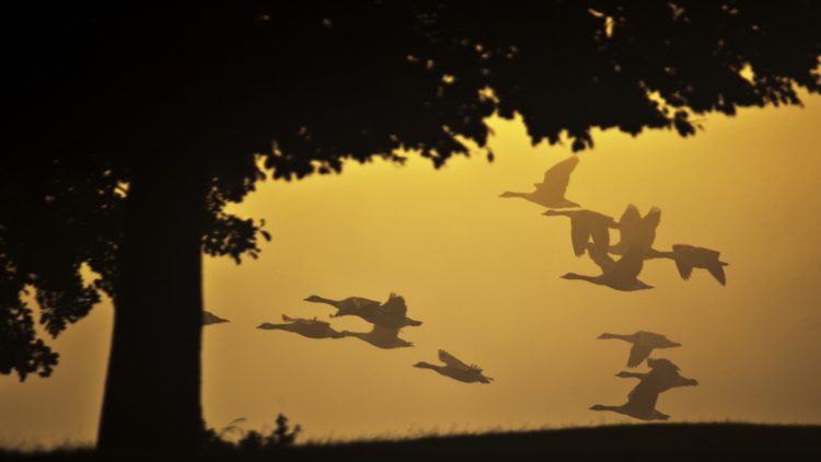 Silhouetted Canada geese, Branta canadensis, in flight.