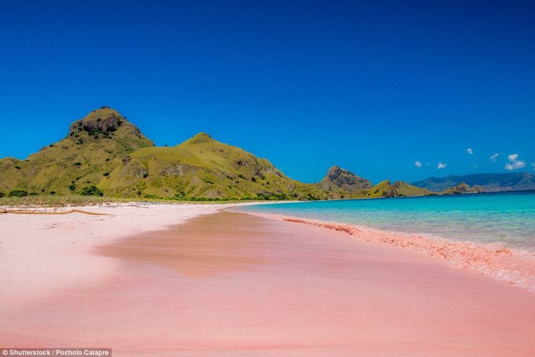 There are many pink beaches around the world. It might seem like a trick of the light but it's in fact caused by a micro-organism. Above, Pink Beach on Padar Island in Indonesia's Komodo Flores