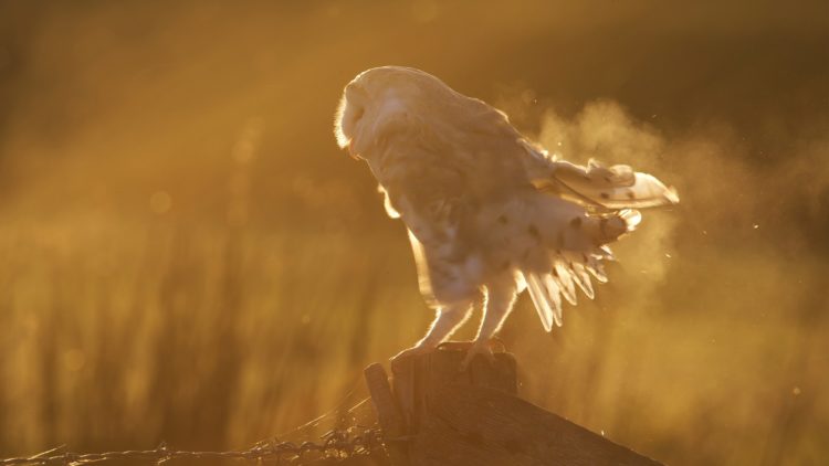Barn Owl perched on a post at sunset in autumn - GB,