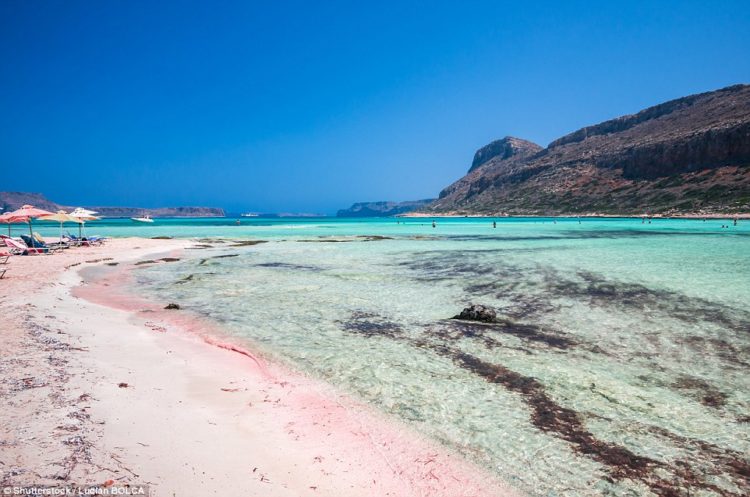 When the creatures die, they get washed up on to the beaches and blend in with the sand. Above, Balos lagoon on Crete