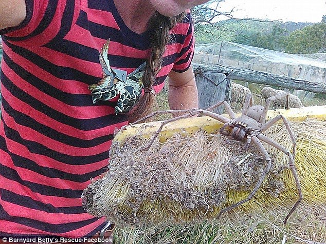 The Biggest Huntsman Spider Found in Queenstown Australia - The Dubbed Charlotte the animal rescuer, who is moved it from harm’s way, the huge creepy crawly will look like a waking nightmare to anyone with a fear of spiders. 