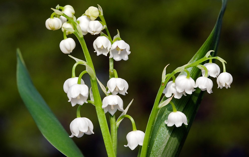 the-sweetly-scented-lily-of-the-valley-convallaria-majalis