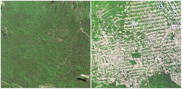 Forests in Rondonia, Brazil. June, 1975 — August, 2009.