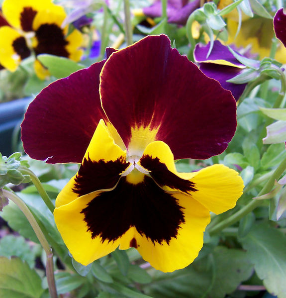 Pansy or Viola Tricolor Hortensis