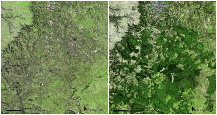Uruguay Forests, March, 1975 — February, 2009. Uruguay has managed to grow its forested area from 45,000 hectares to 900,000 hectares.