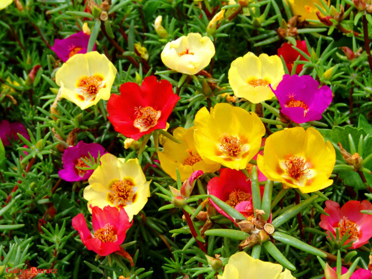 Portulaca Gandiflora - The Rock Garden Plant