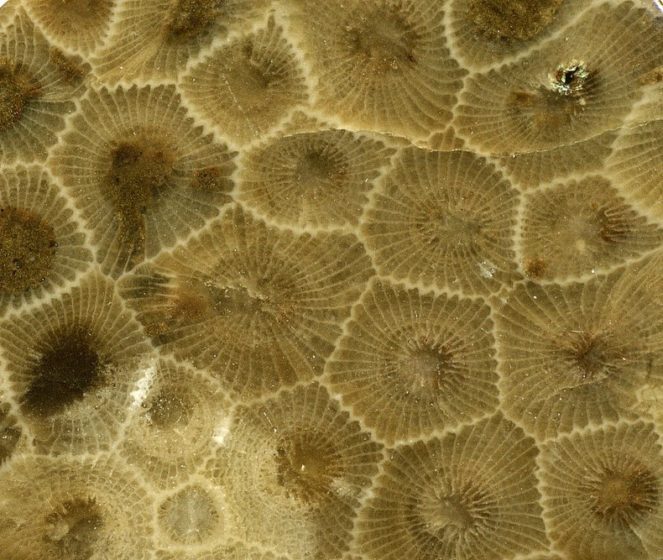 The Petoskey stones were molded as a result of glaciation, in which sheets of ice scrapped the bedrock, gathering up fragments, and then grinding off their uneven edges and putting them in the northwestern portion of Michigan's Lower Peninsula. 