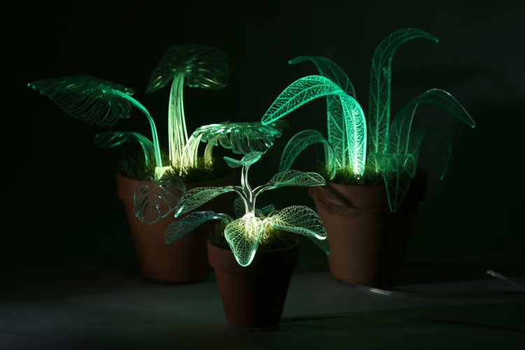 Plants That Glow In the Dark