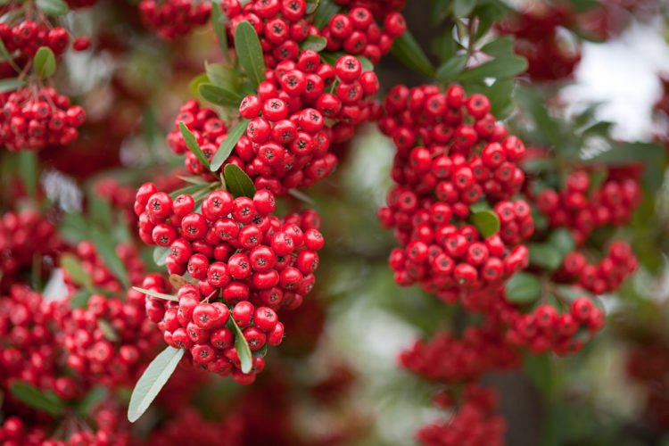 “Pyracantha” is a genus of large, thorny evergreen shrubs in the family Rosaceae, with common names firethorn or pyracantha are native to an area extending from Southwest Europe east to Southeast Asia. 