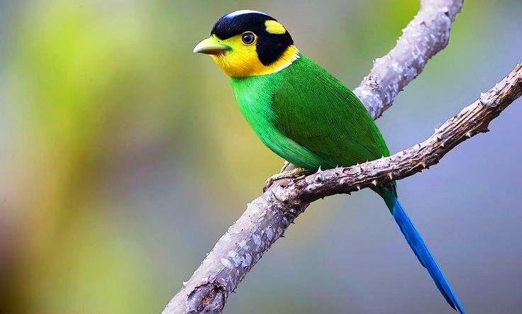 The eye-catching long-tailed broadbill (Psarisomus dalhousiae) is a species of broadbill that is normally found in the Himalayas.